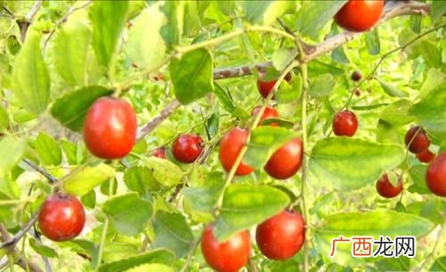 怎样做枣花,怎样做春节枣花馒头？