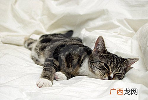 猫不拉屎的原因是什么,我的小猫不拉大便,怎么办?