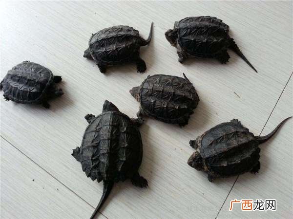 鳄龟一年可以长多大,养殖的鳄鱼一年能长多大?