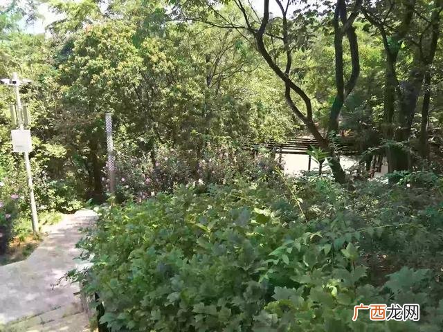 树的好处,大自然对我们的好处有什么？