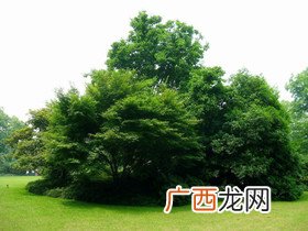 树的好处,大自然对我们的好处有什么？