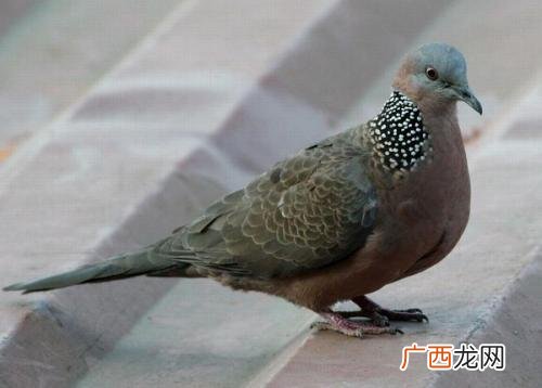 斑鸠和鸽子有什么区别,斑鸠和野鸽子有什么区别?斑鸠和野鸽子有什么？