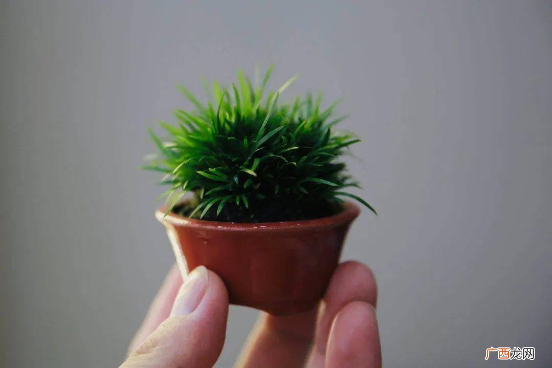 如何养好菖蒲,菖蒲的养殖方法及注意事项？