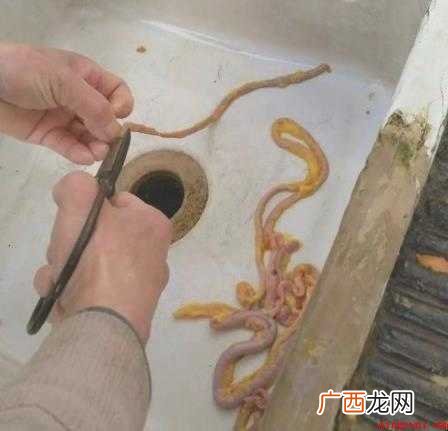 鸡肠怎么清洗 网友们了解一下 鸡肠怎么清洗