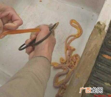 鸡肠怎么清洗 网友们了解一下 鸡肠怎么清洗