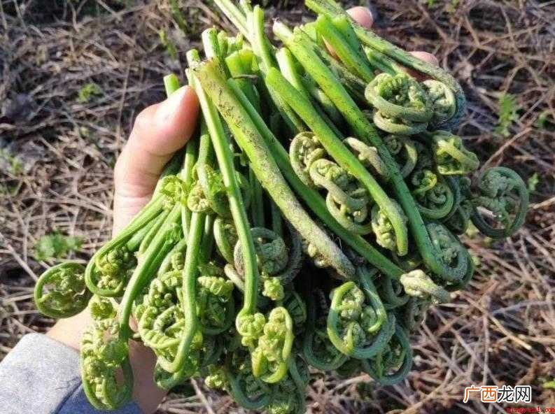 蕨科蕨菜形态特征有哪些 蕨菜形态特征有哪些