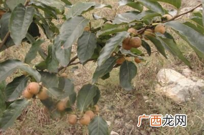 软枣树几年结果,枣树寿命多少年?