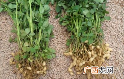 花生几月份可以种植,黄豆花生什么时候播种？