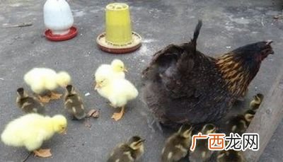 怎么孵蛋,企鹅是怎么孵蛋的?