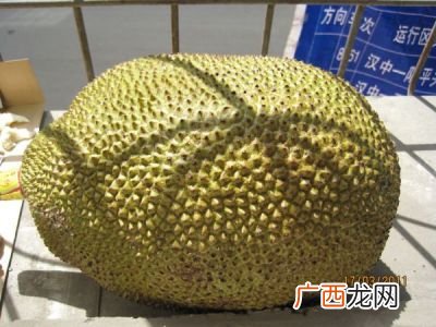 菠萝密的种子可以吃吗,菠萝蜜干种子能吃吗？