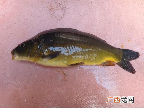 没有鱼鳞的鱼是什么鱼,黄色没有鱼鳞是什么鱼鱼,怎么个吃法？