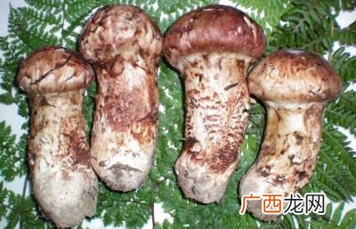 松茸怎么洗,手撕松茸清洗方法？