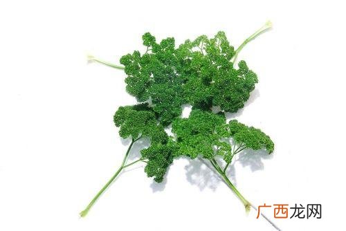 欧芹怎么吃,欧芹可以直接生吃吗？