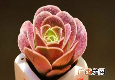 粉色多肉有哪些品种,粉pt多肉是什么样子的？
