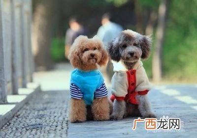 泰迪狗怎么训练,三个月泰迪怎么训练？
