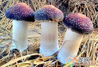 大球盖菇怎么做好吃,赤松茸大球盖菇配方？
