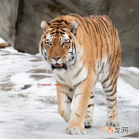 虎勾三搭四指生肖虎,十二生肖之一,地支的第三位 勾三搭四指什么生肖？