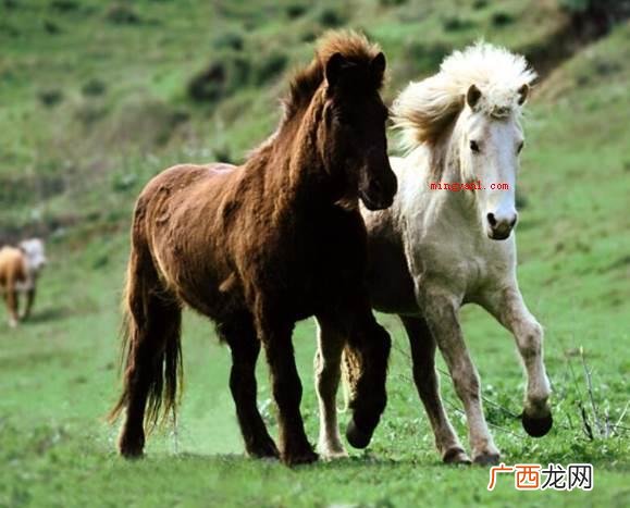 虎勾三搭四指生肖虎,十二生肖之一,地支的第三位 勾三搭四指什么生肖？