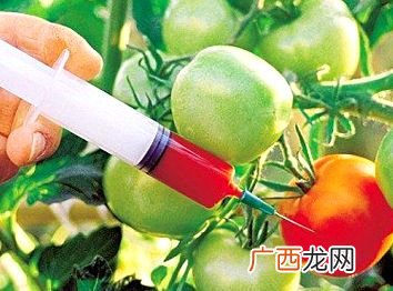 紫番薯是转基因食品吗,紫薯粉是转基因吗?