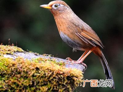 画眉怎么养才叫,请问雏画眉鸟养多久才会叫?