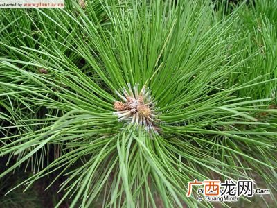松科和柏科的区别,柏树，松树各什么科？