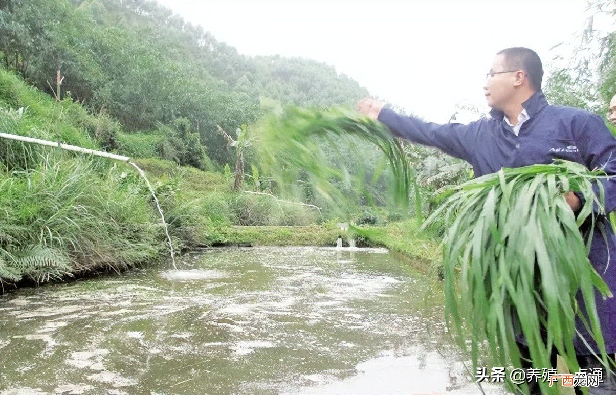 草鱼饲草需要注意哪些问题 草鱼吃什么饲料长得快