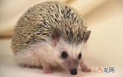 民间供奉的四大仙是什么,民间所说的四大仙,除了黄皮子,黄大仙还有哪几个？