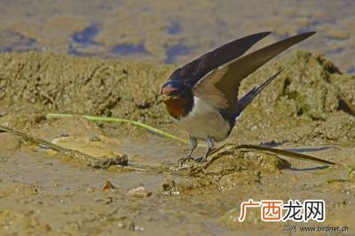 泥融飞燕子飞什么意思,绝句第二句的意思是什么?