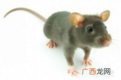 老鼠一般躲在家里什么地方,家里老鼠躲藏的地方？