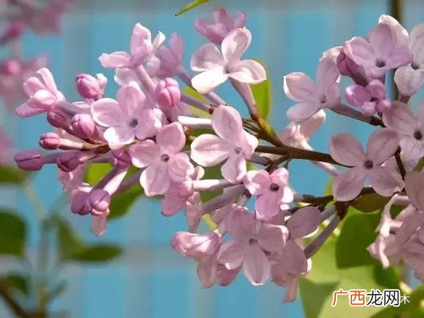 丁香空结雨中愁的意思,丁香结古诗五首带译文？