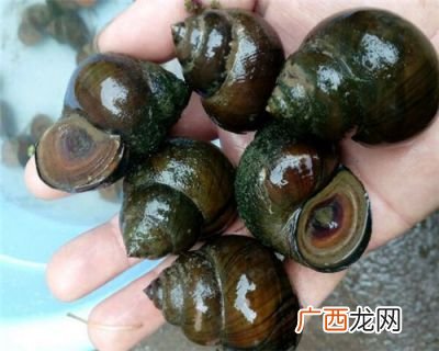 田螺哪个部位不能吃,螺丝应该吃哪部分？