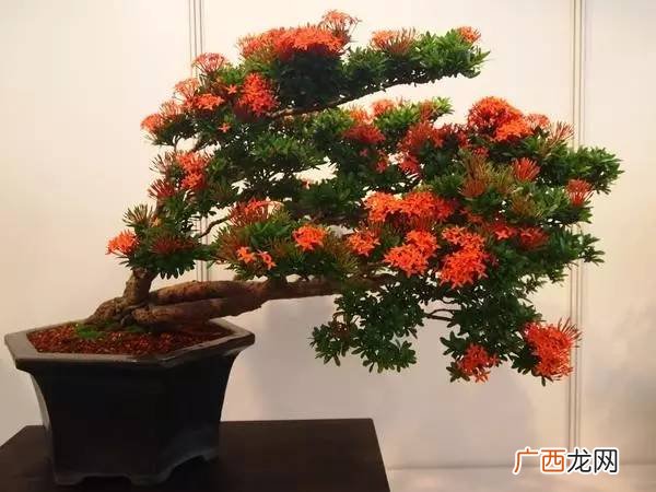 观花盆景有哪些,适合室内养殖的植物盆景品种有哪些？