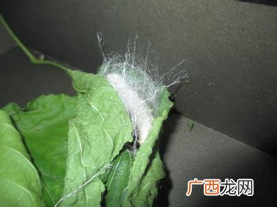 蚕怎么吐丝,蚕为什么，会吐丝呢？