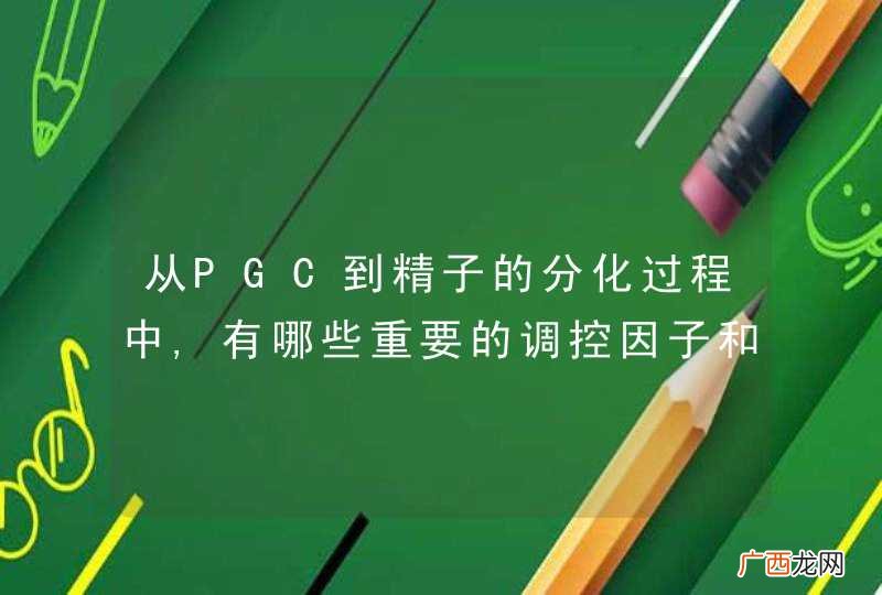 从PGC到精子的分化过程中,有哪些重要的调控因子和信号途径，它们是如何作用以保证精子的形成