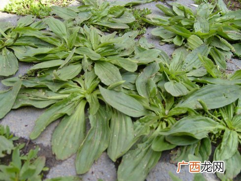 车轱辘菜怎么吃,车轱辘菜兔子可以吃不？