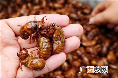 金蝉做法,银蝉的正宗做法？