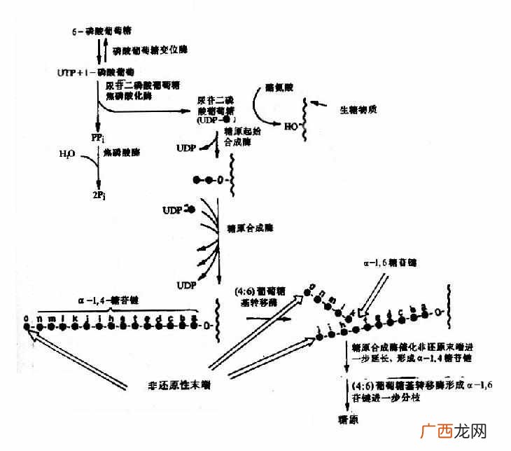 糖原合成的意义是什么啊,举例说明糖酵解的生理意义？