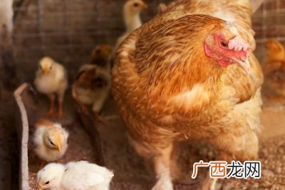 三黄鸡怎么做好吃?,三黄鸡怎样做好吃?