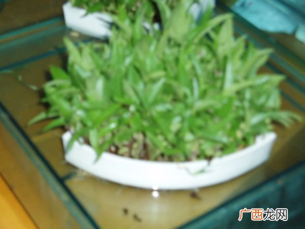绿豆苗可以吃吗,自家生的绿豆芽可以吃吗已经长芽了？