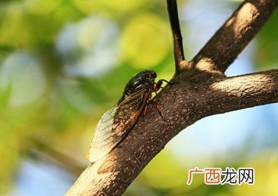 知了的特点和生活特征,知了的秘密与特点？