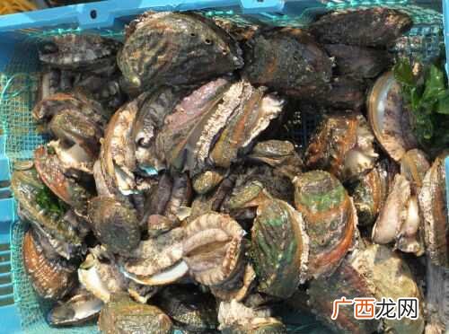 鲍鱼分类等级,饮食中所谓的十头鲍和六头鲍是什么意思？