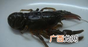 地喇蛄是什么,蝲蝲蛄的捕捉方法？