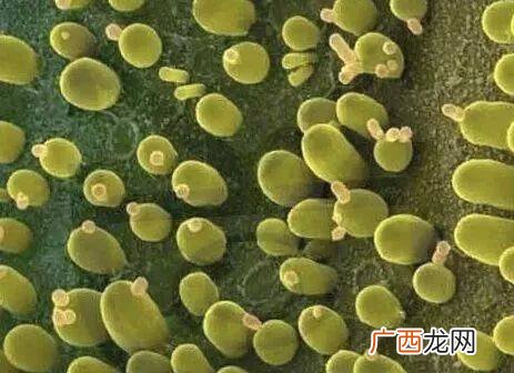 五种自制常见天然酵母,酵母粉怎么生产出来的？