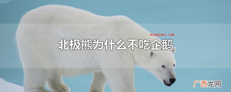北极熊为何不吃企鹅_宠物频道 北极熊为什么不吃企鹅