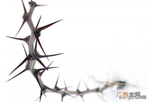 古代人死后树葬方式是怎么回事 树葬是什么意思