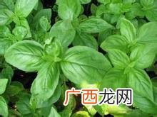 罗勒叶是薄荷吗,罗勒种子和叶哪个适合做香料?