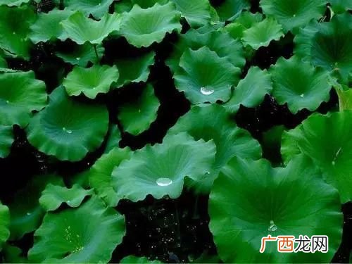 一什么荷叶一什么凉伞,荷叶圆圆的,绿绿的仿写句子星星?