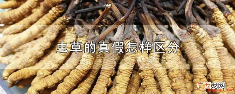 虫草的真伪可以根据外观设计、断面、味儿区别 虫草的真假怎样区分