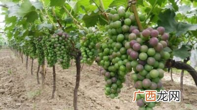 中国种植葡萄始于,中国中原地区葡萄始于哪个朝代？
