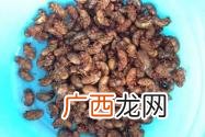 蝉蛹和蚕蛹的区别,蚕蛹和蝉蛹的区别图？